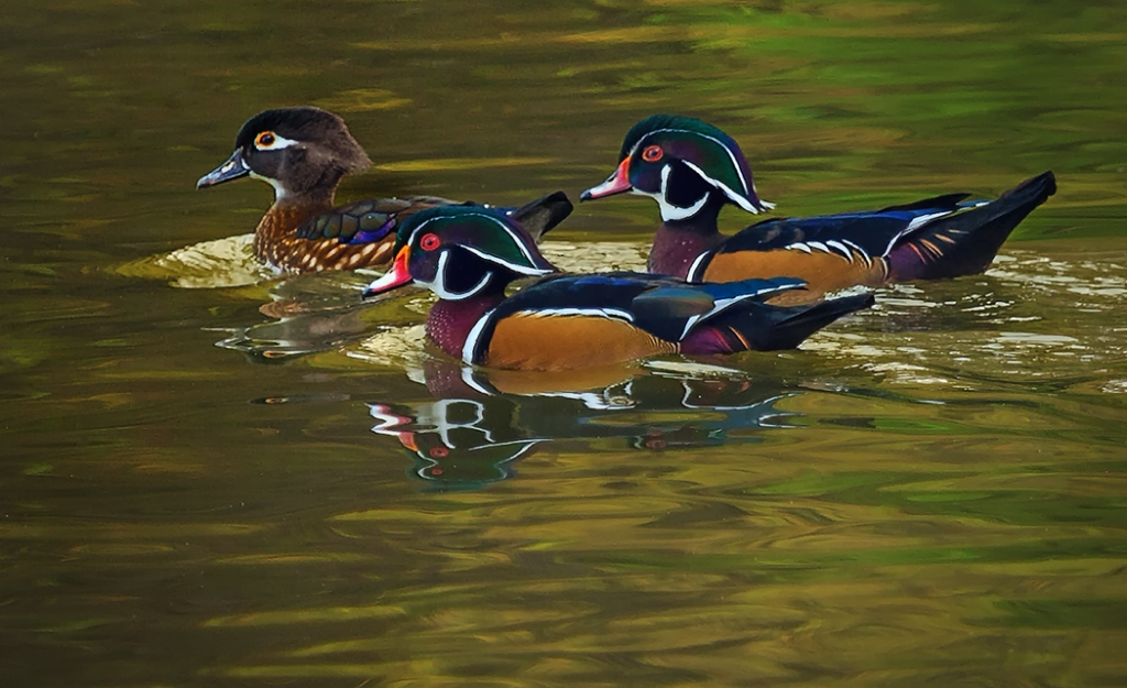 three ducks swimming